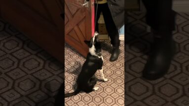 Does Your Dog Jump Up At The Door? Do THIS!