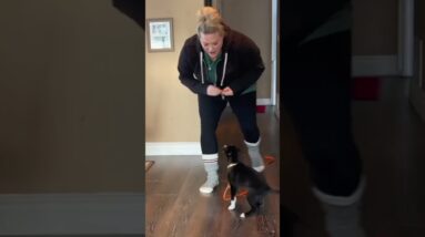 Does Your Puppy Understand "The Game"?