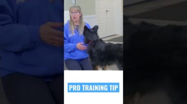Don’t Make Dog Nail Trimming MISTAKE!