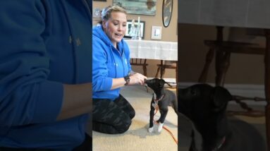 First Week Puppy Training Goals