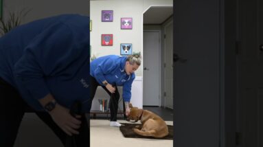 If You Have A HYPER Puppy, Try THIS