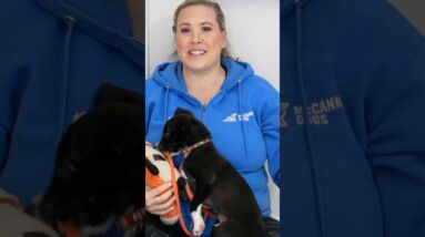 It's OK If Your Puppy Potty Training Isn't Going "Well"