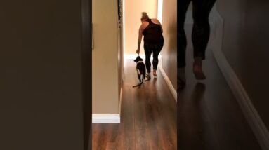 START HERE With Your Puppy Walking Training