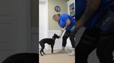 STOP Leash Pulling With This Simple "Trick"