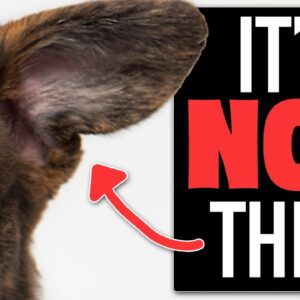 The #1 Reason Your Puppy Won't Respond To Their Name!