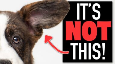 The #1 Reason Your Puppy Won't Respond To Their Name!