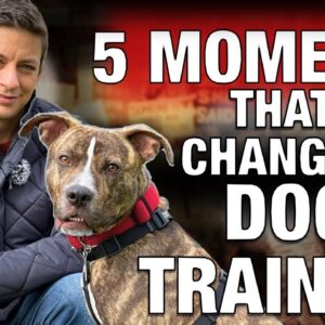 The 5 Moments that Changed Dog Training