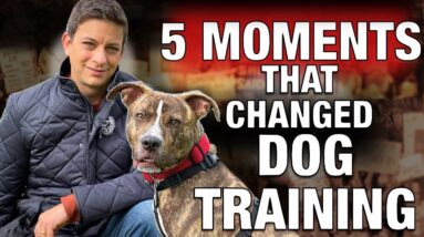 The 5 Moments that Changed Dog Training
