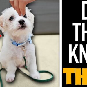 The FIRST 3 Things Your Puppy NEEDS To Learn!