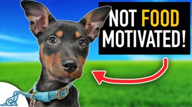 The FIX For Puppy Training When Treats AREN'T Working!