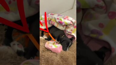 The MOST IMPORTANT Puppy Training Tool