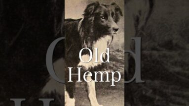 The Surprising History Of The Border Collie!