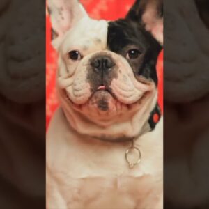The Surprising History Of The French Bulldog!