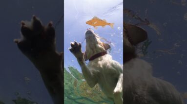 The Surprising History Of The Labrador Retriever!