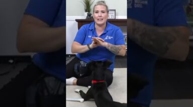 Using "High Value" Reward In Your Dog Training