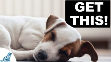 3 Wins You Need With Your Puppy EVERY NIGHT Before Bed!