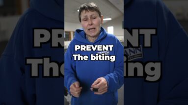 Dealing With A Puppy Biting Problem - First Steps