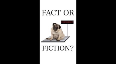 Does "Training With Food" Make Your Dog FAT?