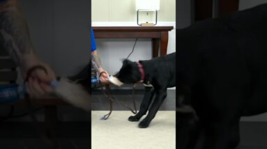 Does Your Puppy GROWL During Play?