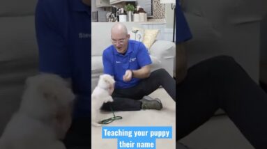 Does Your Puppy REALLY Know Their Name?