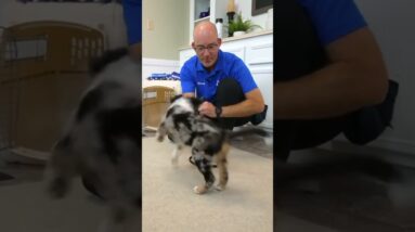 Every Puppy Needs One Of THESE
