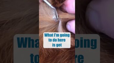 How To Remove A Dog Tick 🤢
