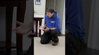 One Of THE BEST Rewards To Use In Dog Training