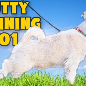 STOP Struggling With Puppy Potty Training - Make It Easy!