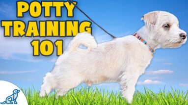 STOP Struggling With Puppy Potty Training - Make It Easy!