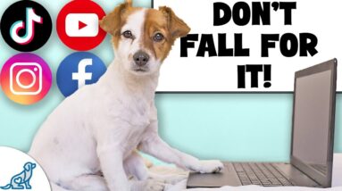The Internet Is FULL Of Bad Dog Training Advice...