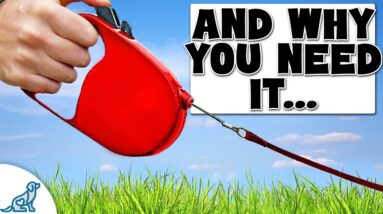 This Leash Will RUIN Your Walking Training!