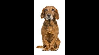 When Someone Says "Can't Teach An Old Dog New Tricks!"