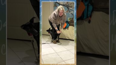 Do This RANDOMLY With Your Dog's Dinner!