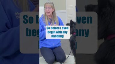 Dog Nail Trimming Doesn't Have To Be Stressful