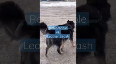Don't Use THIS Leash For Dog Training