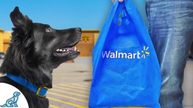I Found AMAZING Dog Training Tools HIDDEN In Walmart