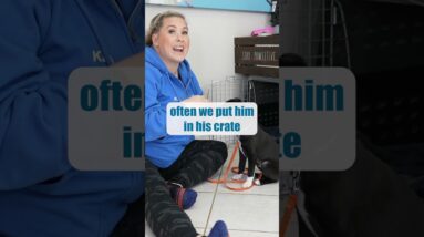 Puppy Crate Training Tip!