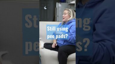 Puppy Pee Pad Training
