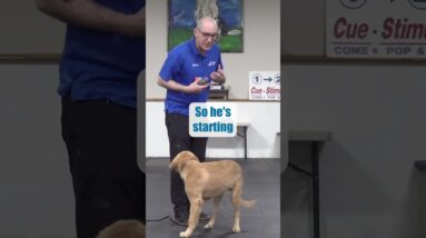 STOP Dog Jumping In 4 Steps!