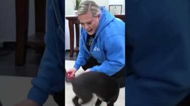 Teach Your Puppy To Fetch With THIS!