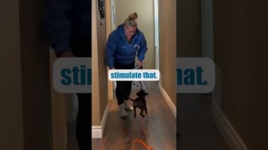 This Puppy Training Tip Will Get YOU More SLEEP!