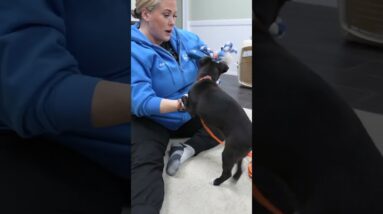 Tire Out Your HYPER Puppy With THIS Game!