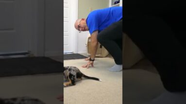 Use a House-line to STOP Your Dog From Jumping UP