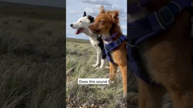 Turn Your Dog’s Fear into Confidence With These Techniques! #dogtraining #dogtrainer #puppytraining