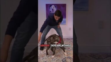 What to do when your dog does ALL THEIR TRICKS at once #dogtraining #dogtrainer