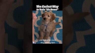 The EASIEST Way to Train ‘Lie Down’ in Less Than 50 Seconds! #dogtraining #puppytraining #dogtrainer