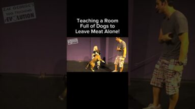 Teaching a Room Full of Dogs to Leave Meat Alone! #dogtraining #puppytraining #dogtrainingtips