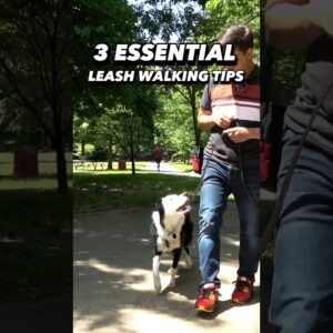 3 *Essential* Leash Walking Tips. You Need to See This! #dogtraining #dogtrainer #leashwalking