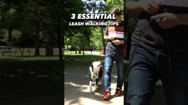 3 *Essential* Leash Walking Tips. You Need to See This! #dogtraining #dogtrainer #leashwalking