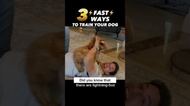 3 ⚡️FAST⚡️ Ways to Train Your Dog! How to Train Sit 3 Ways! #dogtraining #dogtrainer #puppytraining